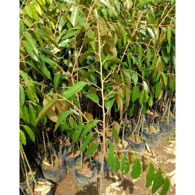 Bibit Durian Montong Super