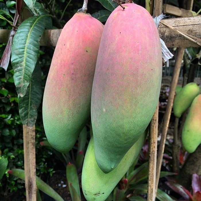 Bibit Tanaman Buah MANGGA GOLEK INDIA Premium