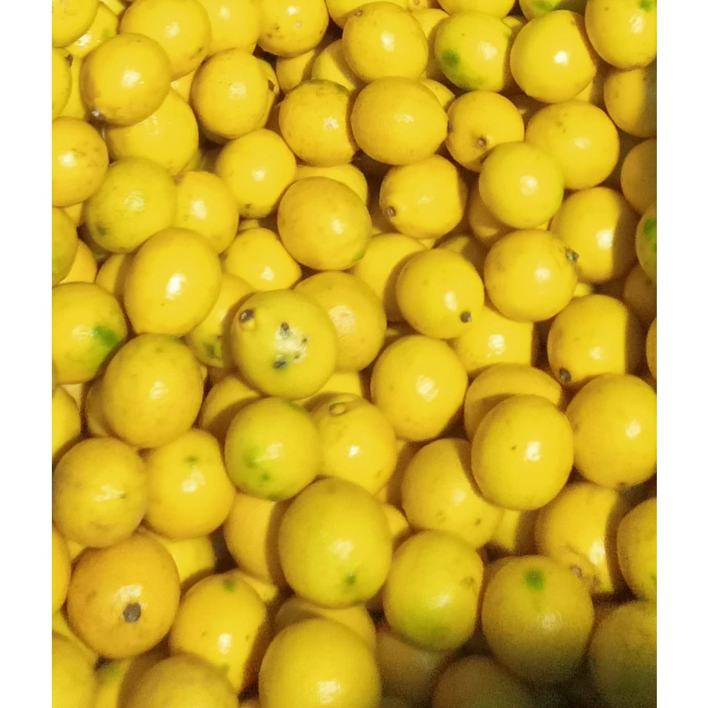 

JERUK LEMON CALIFORNIA