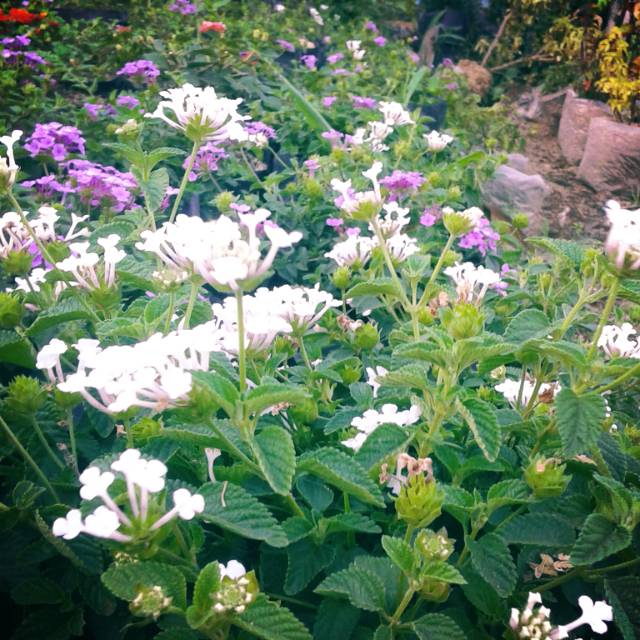 Lantana Putih & Ungu