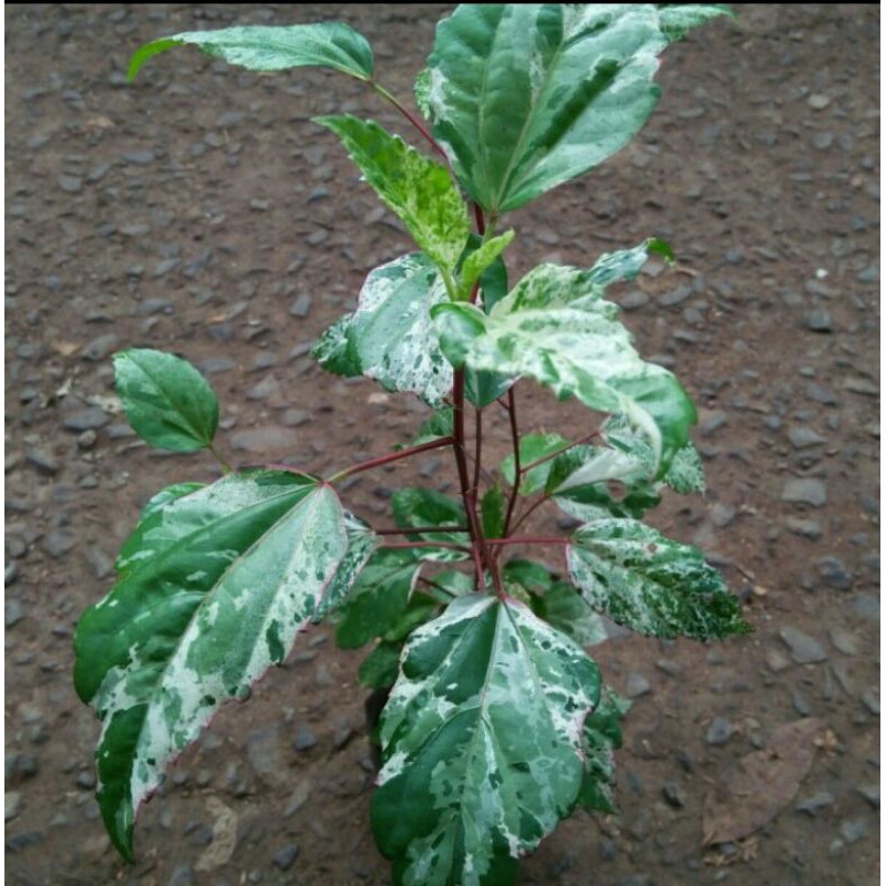 Pohon bunga sepatu variegata