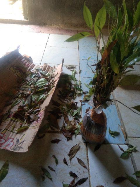 Bibit Gaharu Cabutan Jenis Malaccensis