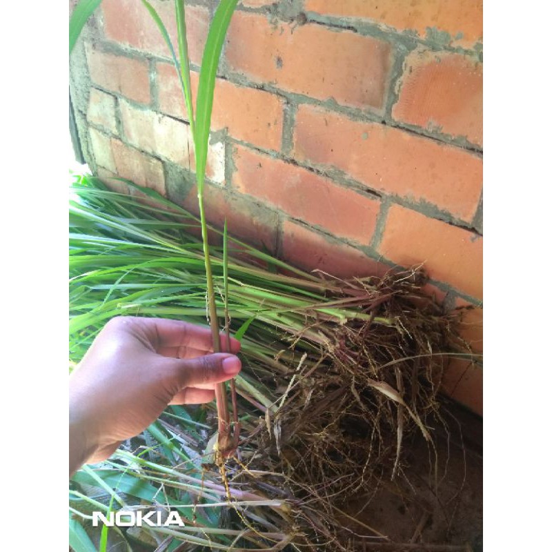 

bibit rumput super mombaca siap tamam