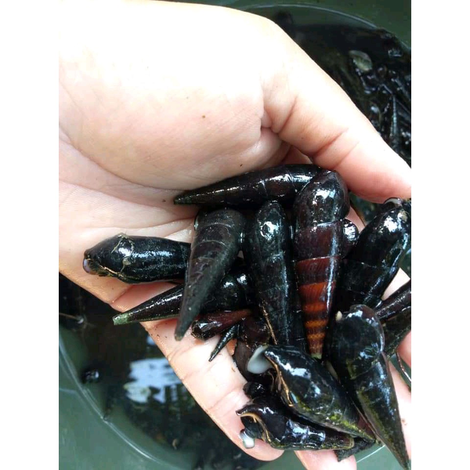 

Susuh kali /1KG obat segala penyakit