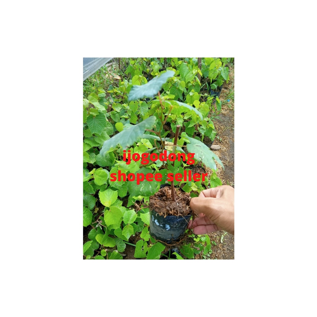 Promo Bibit tanaman anggur rootstock import 16-3