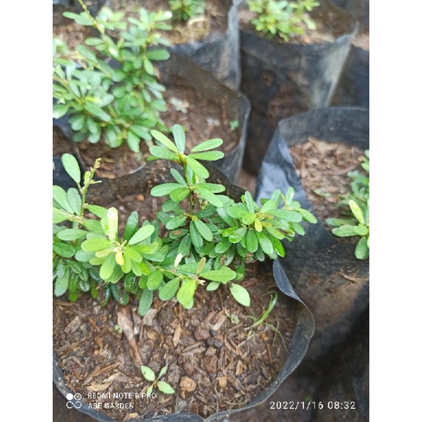 BIBIT SAENG SIMBUR SUPER MIKRO VIETNAM