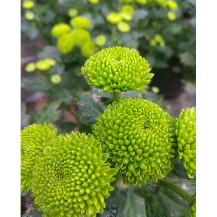 Bunga Krisan/Aster Hijau Pompom (4 Tangkai bunga)