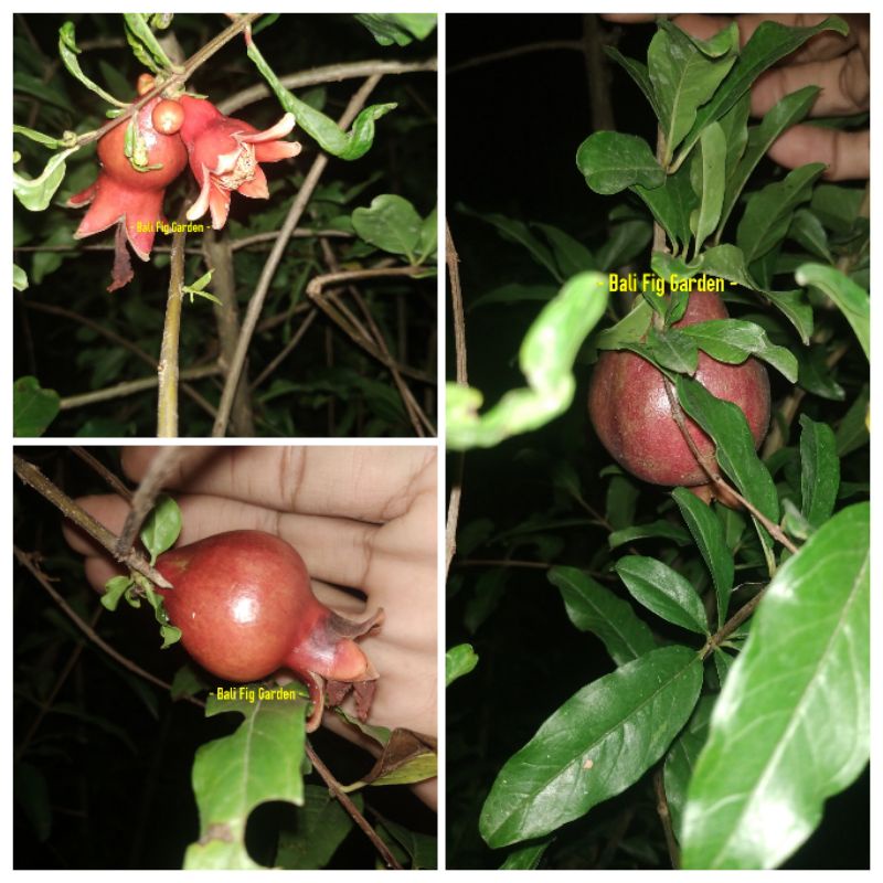 Bibit Delima Spanyol- Delima Merah Biji Lunak