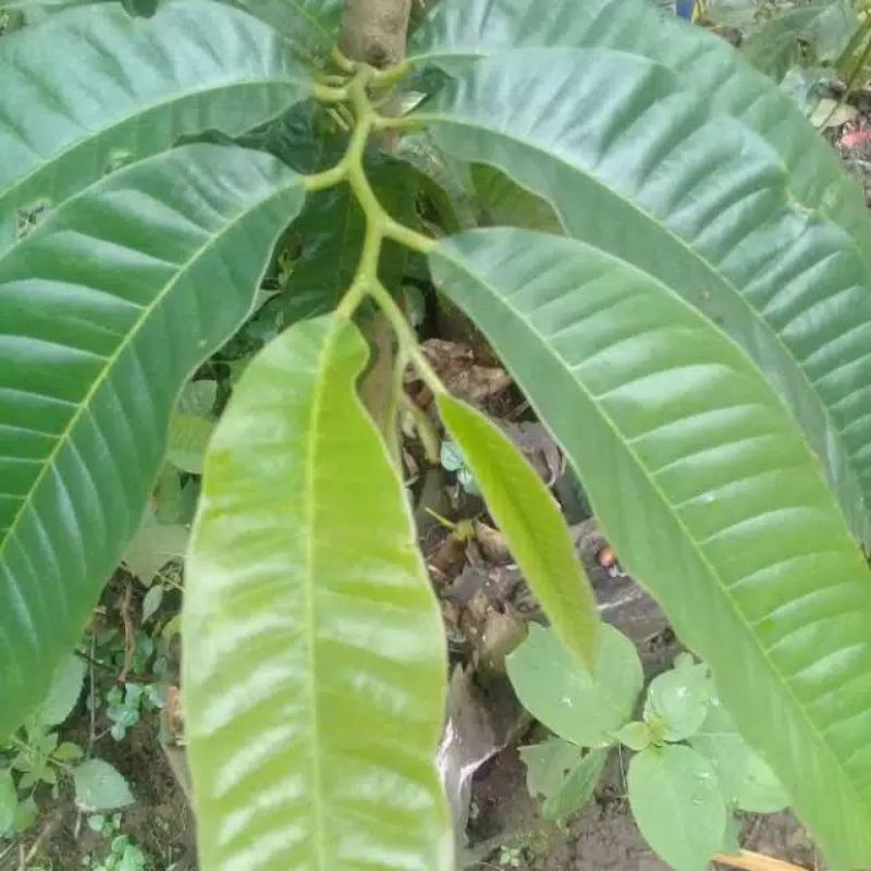 

Daun Nona Fres 500 Gram