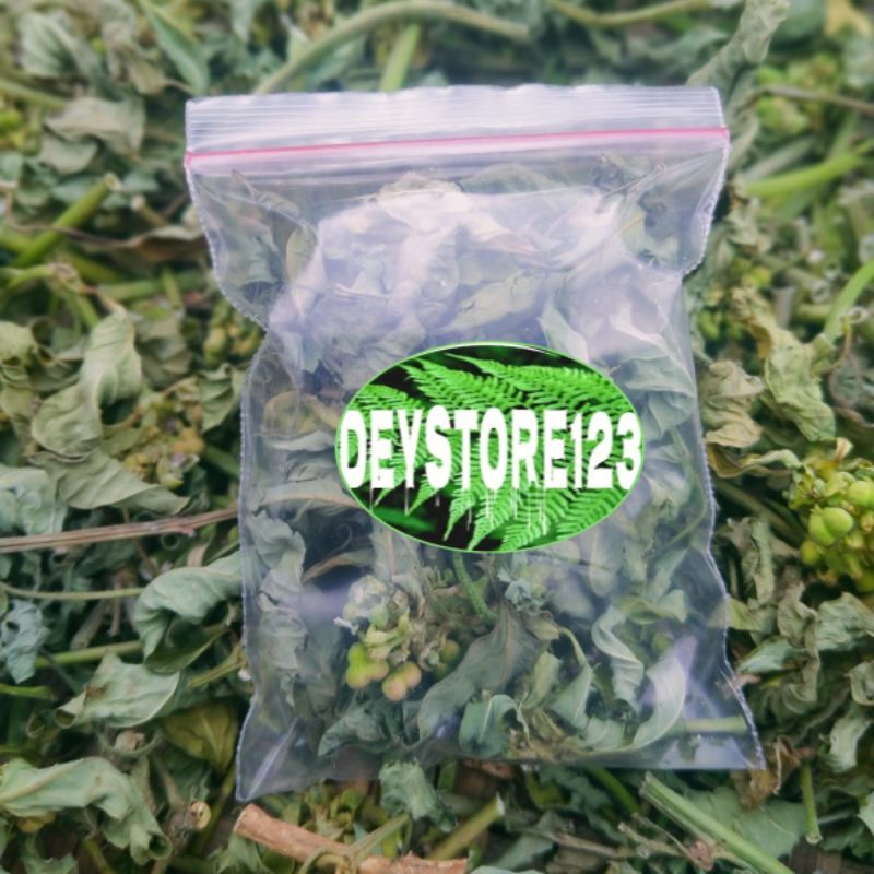 

jual daun sena kering daun suduk mantul