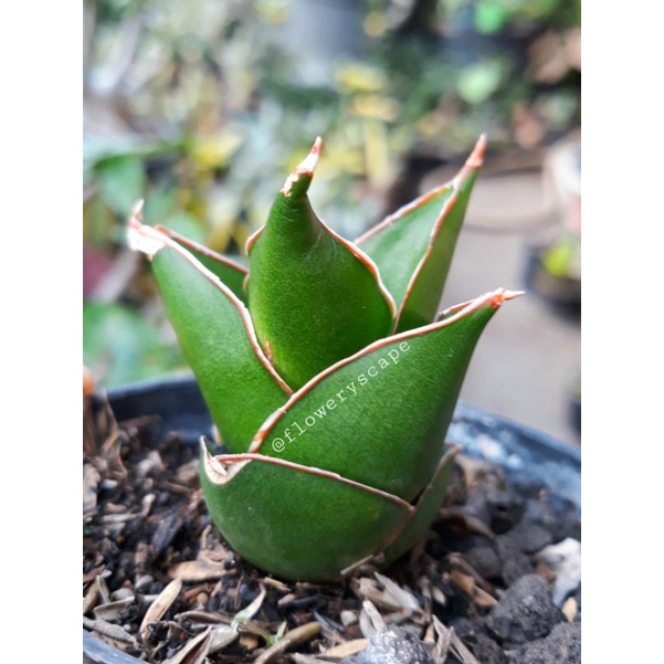 Sansevieria tower / sansevieria hybrid