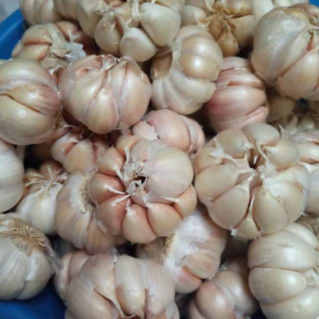 

Bawang putih (1/2 kg)