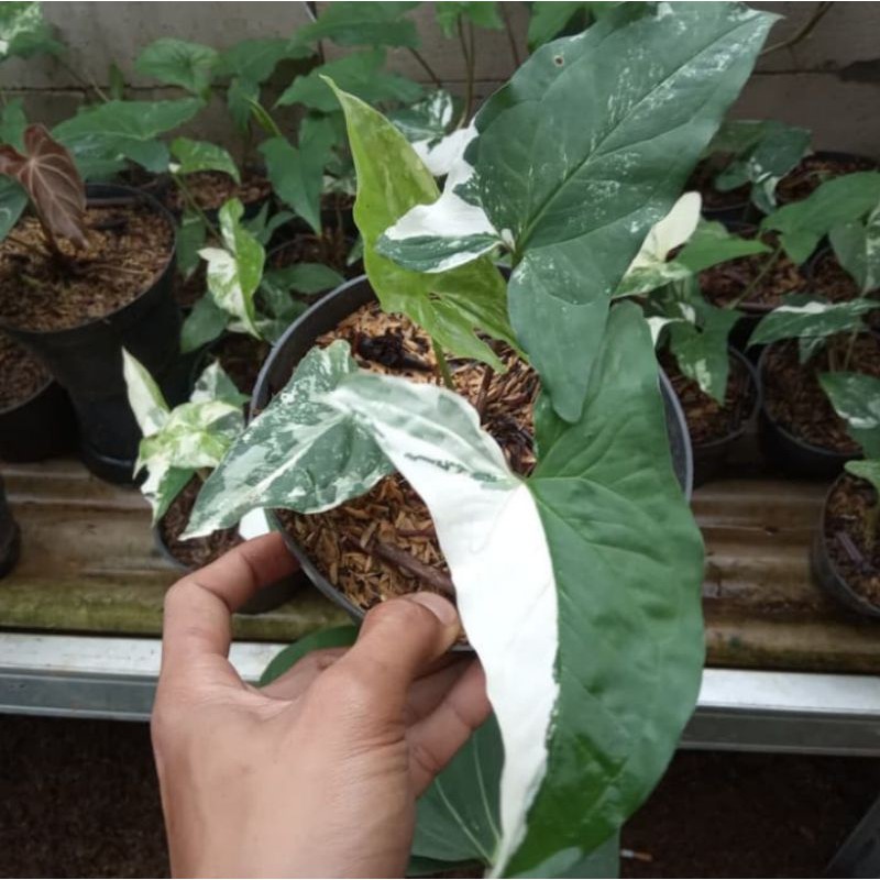 Tanaman hias syingonium variegata - syingonium - syingo - varigata