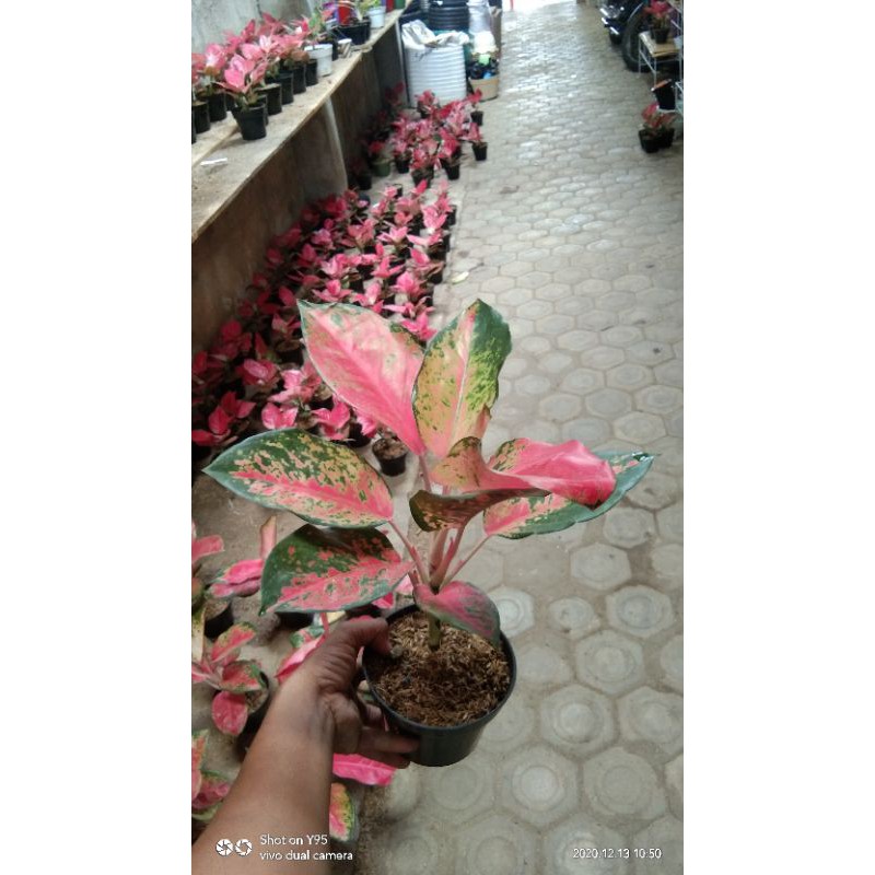 aglaonema red majesty jumbo