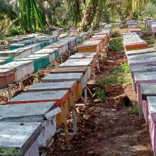 bibit lebah madu unggul kualitas terbaik