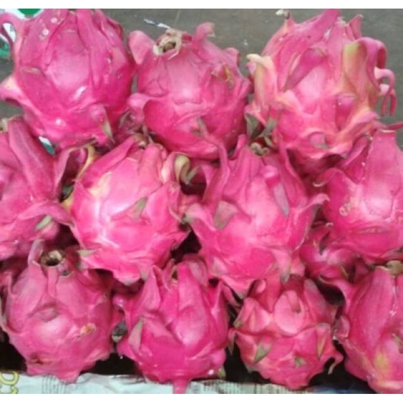 Buah naga Merah 1kg (isi 2-3buah)