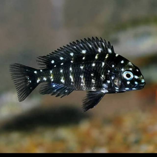 Ikan Hias Cichlid Tropeus Duboisi Aquarium
