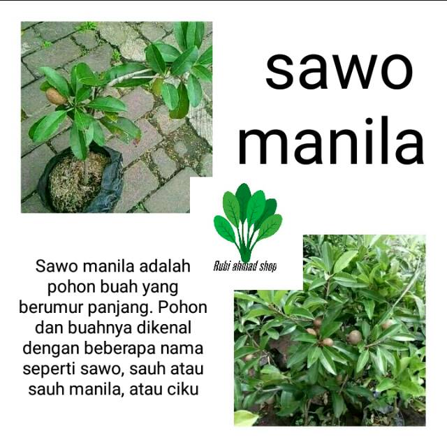 bibit pohon sawo manila sudah berbuah-tanaman sawo