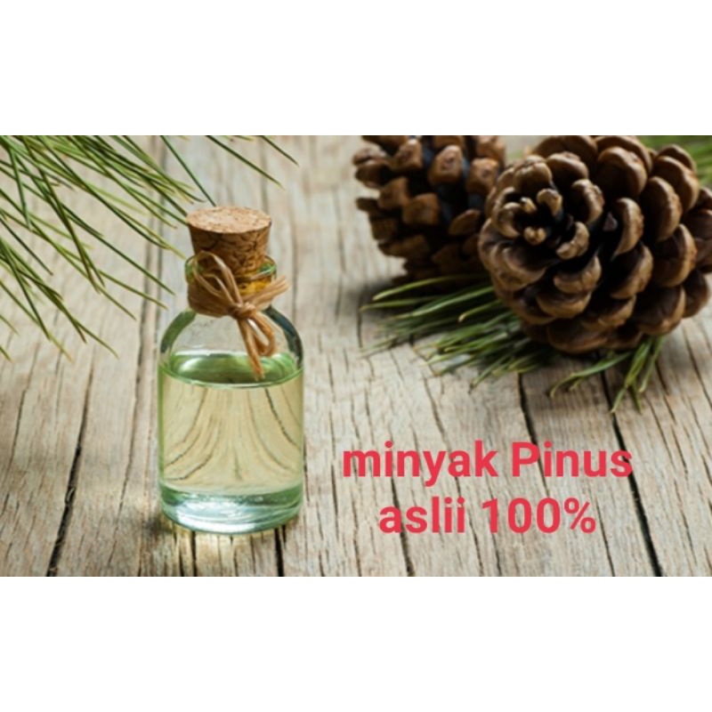 minyak Pinus asli 100mll