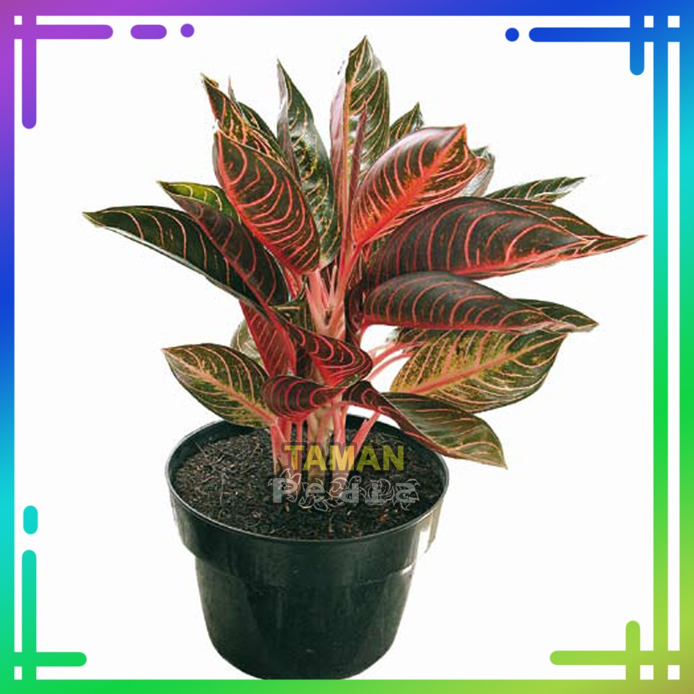 Aglonema Pride of Sumatra (Remaja) / Aglaonema Red Sumatra