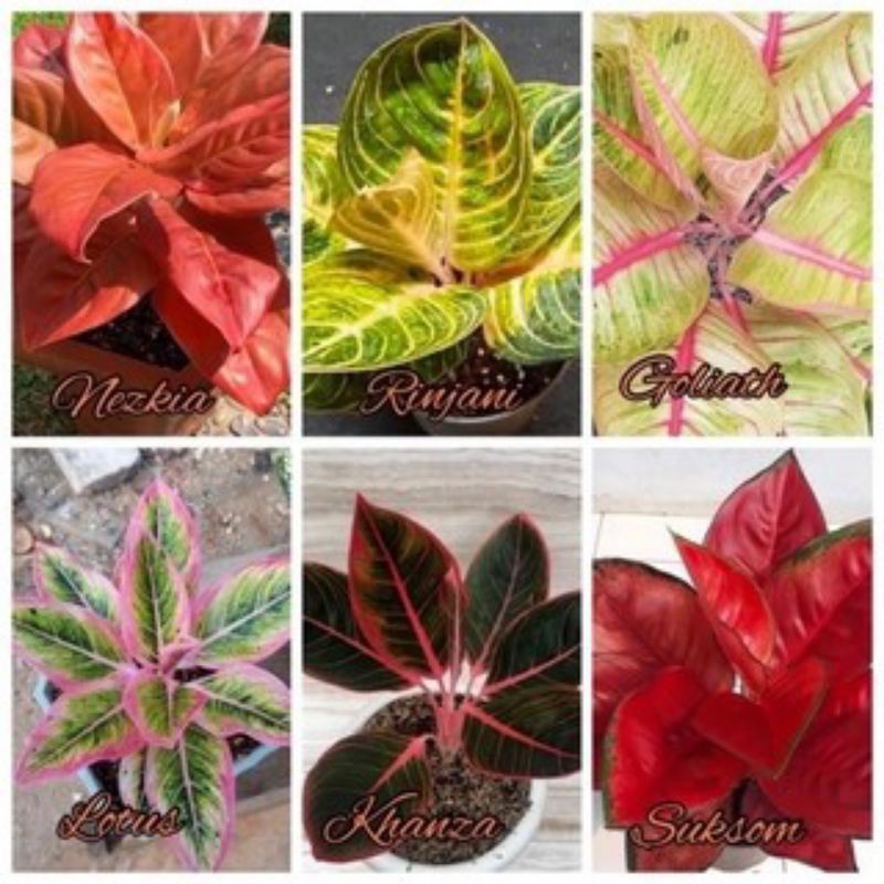 Aglonema Paket 6 Bonggol (Jaipong - Khanza - Lotus