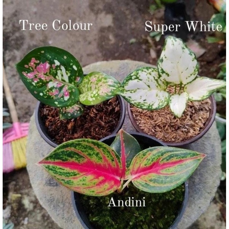 Promo paket 3 anakan aglonema treecoler,superwhite,andini