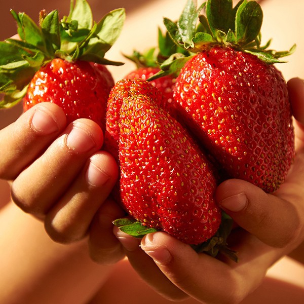 Termurah Bibit Strawberry California Jumbo