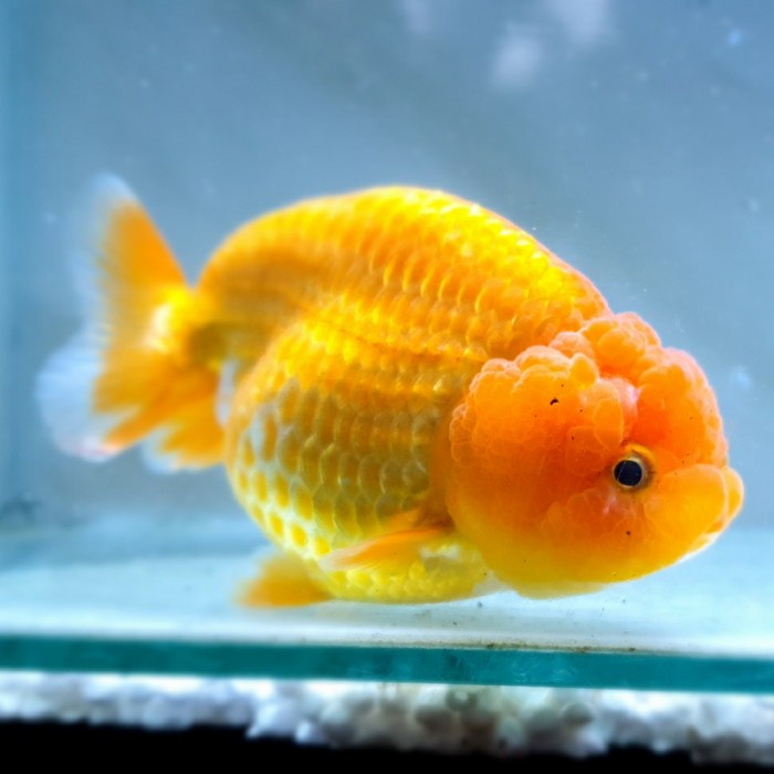 ikan mas koki ranchu hybrid deep red dominant