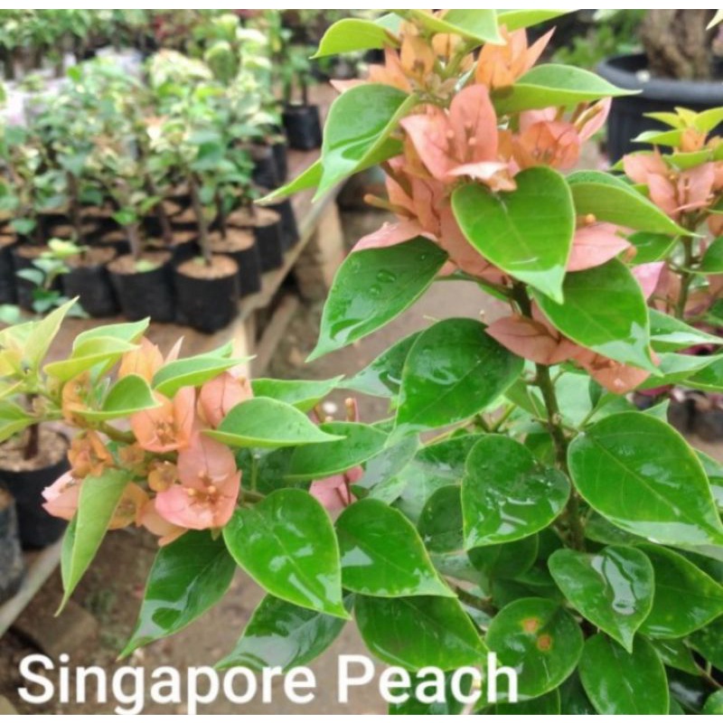 tanaman hias Bougenville bunga singapore peach / pohon Bougenvile