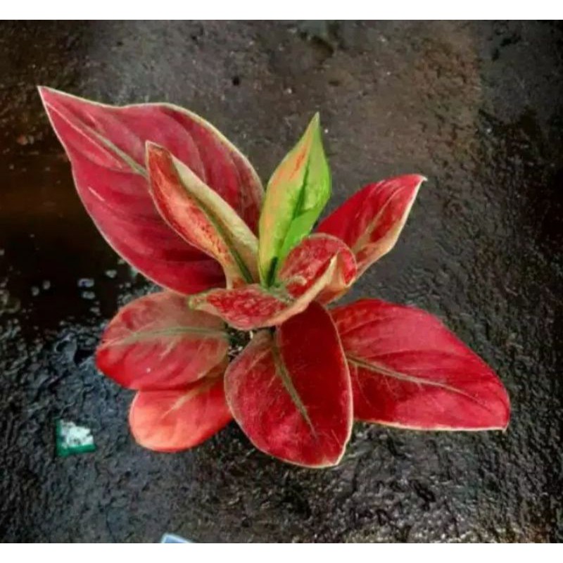 Bibit bonggol aglonema ayunindi / ayunindi aglonema tanaman indoor