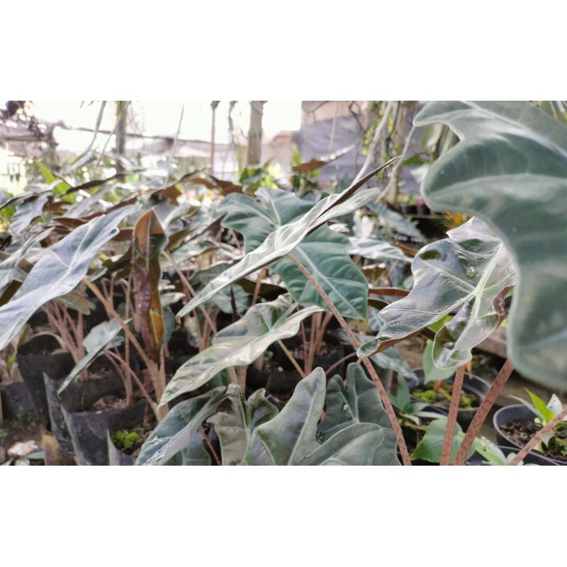 alocasia sanderiana baby