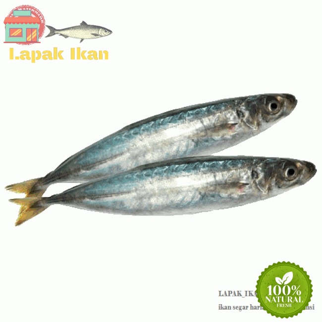 

GROSIR Ikan Layang Segar Baby Ikan Segar Layang Baby Ikan Fresh Laut GARANSI SEGAR 5Kilogram / 10Kilogram