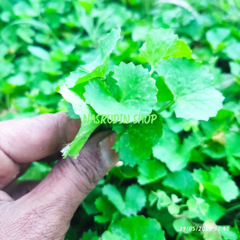 

DAUN PEGAGAN KUSUS DAUN SEGAR | DAUN ANTANAN LANGSUNG PETIK | DAUN DULANG SONTAK | DAUN TAPAK KUDA