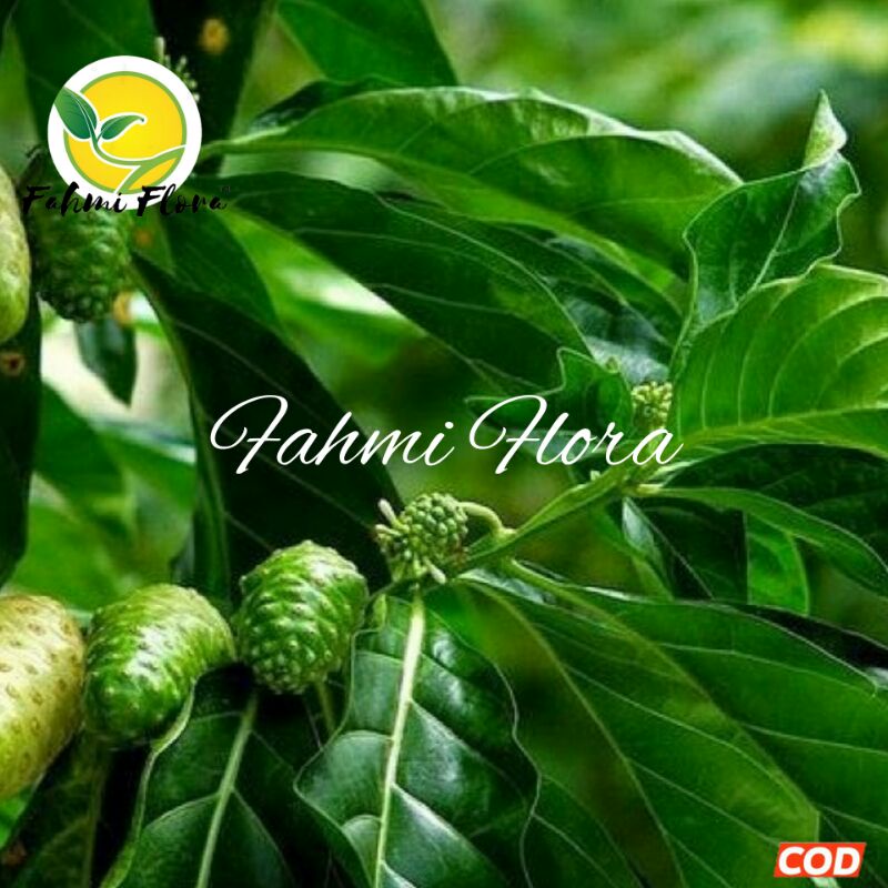 

DAUN mengkudu/pace segar 250 gram