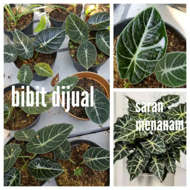 Terkeren 19 Bunga Anggrek Kuping Gajah Gambar Bunga Indah Terkeren 19 Bunga Anggrek Kuping Gajah Gambar Bunga Indah