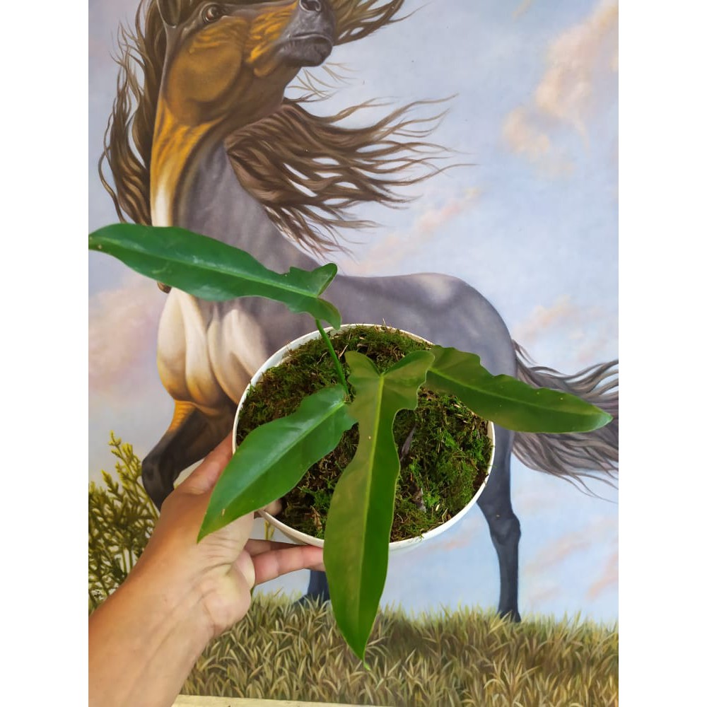 Tanaman hias philodendron longilobatum