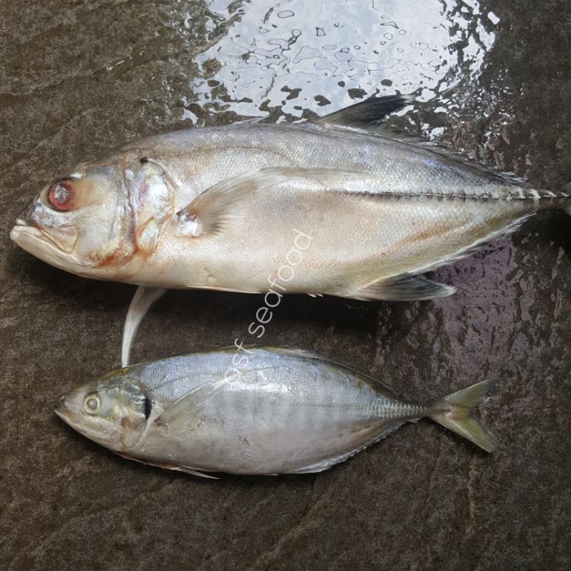 

Ikan Kuwe / Kue Mubara Laut