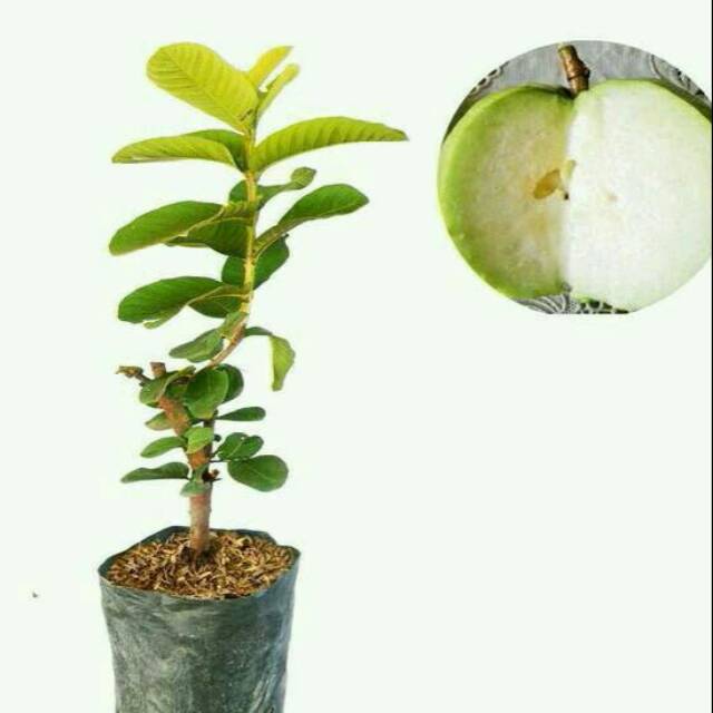 

Bibit buah jambu kristal putih