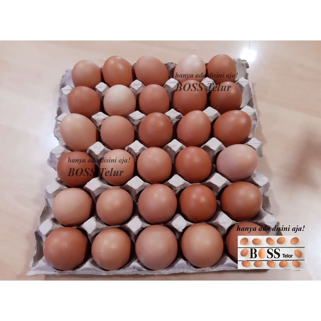 

Telur OMEGA 3 + Vit D (30 Butir)