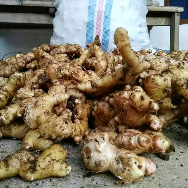 Rimpang Jahe Emprit/Jahe Putih Segar (350 Gram)