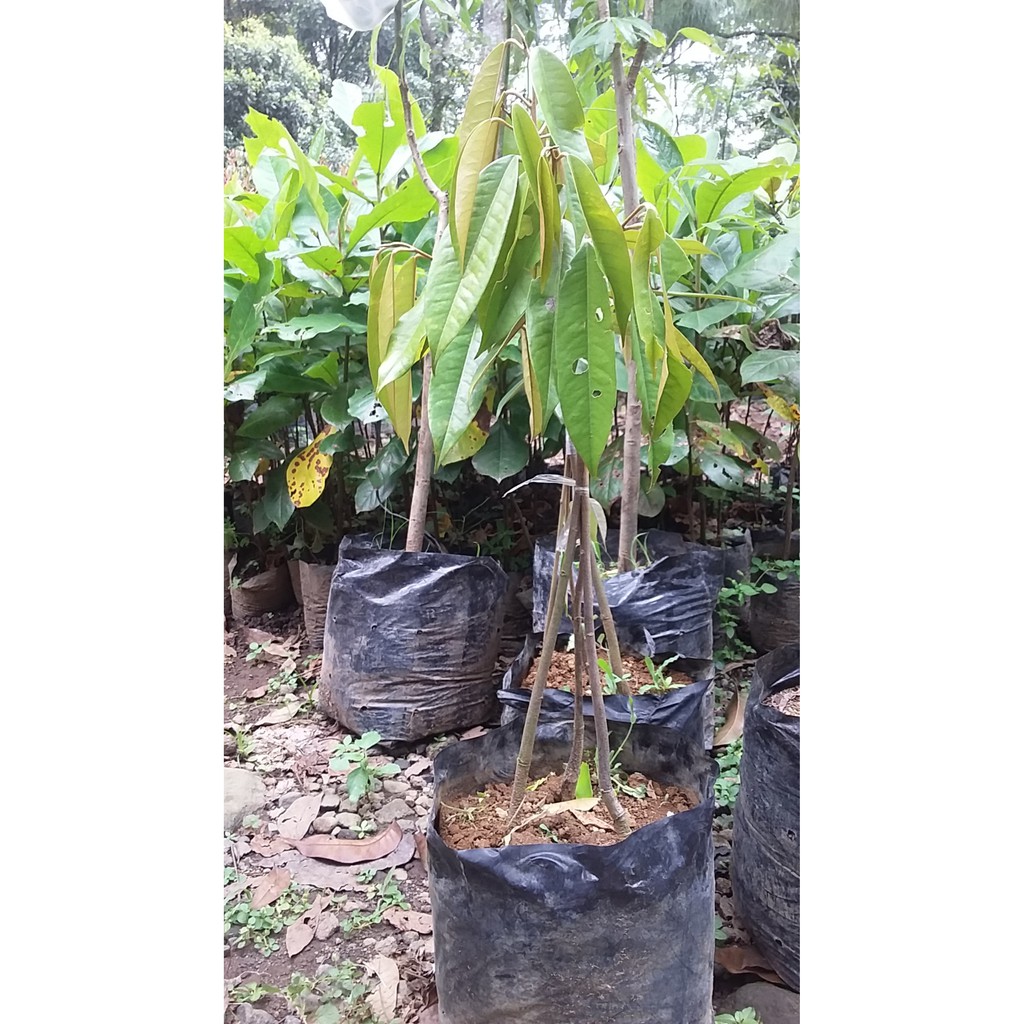 Bibit Durian Musangking Kaki 3 - Pohon duren kaki 3 okulasi cepat berbuah
