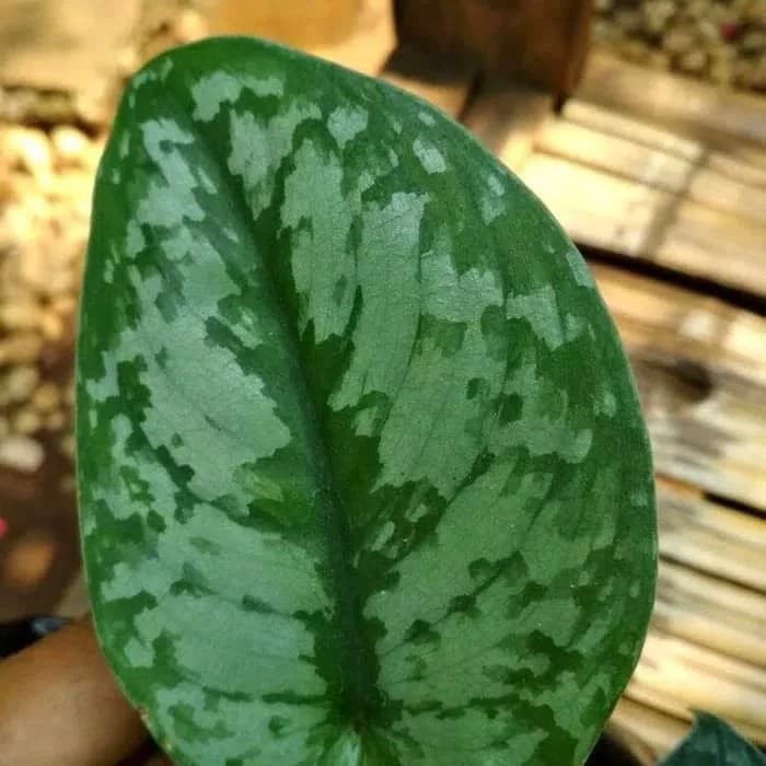 tanaman hias sirih silver, tanaman gantung sirih silver