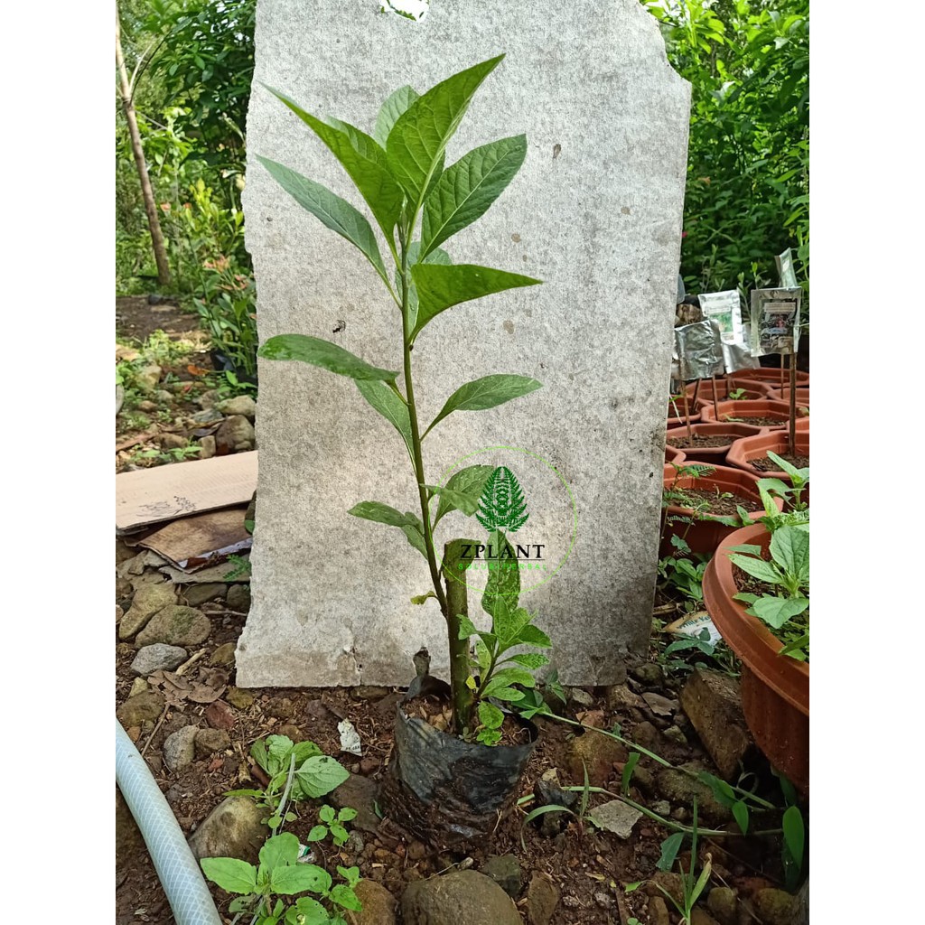 bibit pohon daun afrika | Pohon Afrika | Bibit Afrika