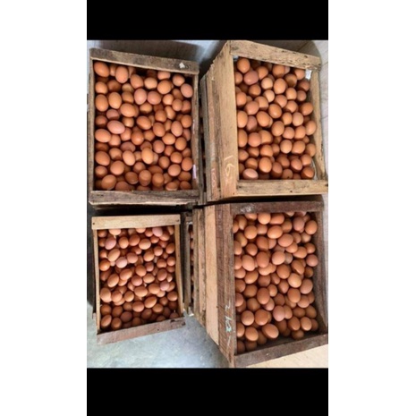 

TELUR FRESS BERKWALITAS 15KG