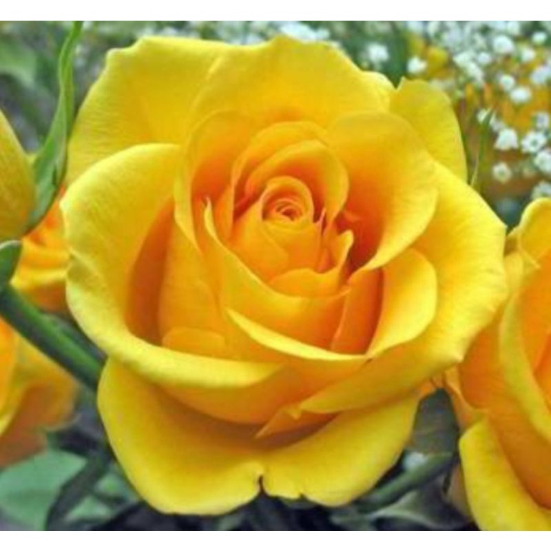 mawar kuning holland-mawar murah