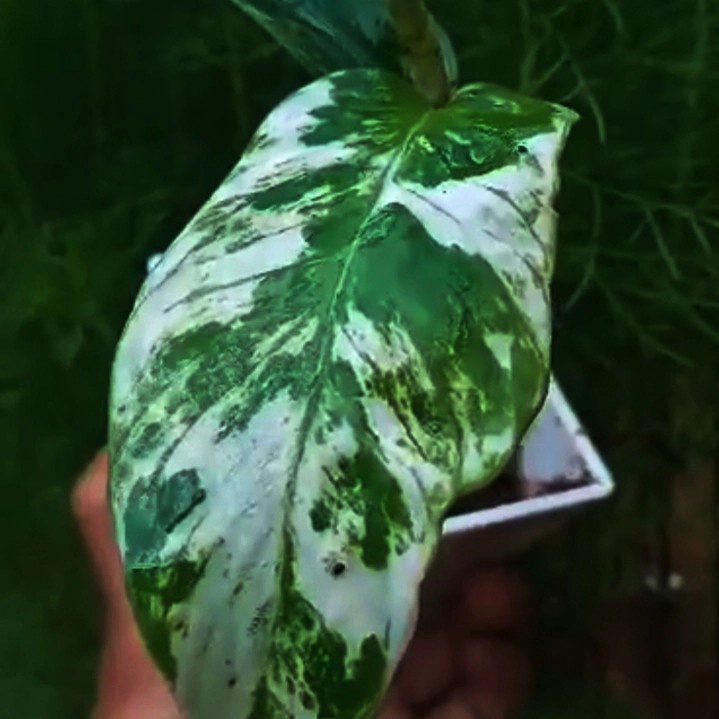 bonggol rhapidopora puberula variegata