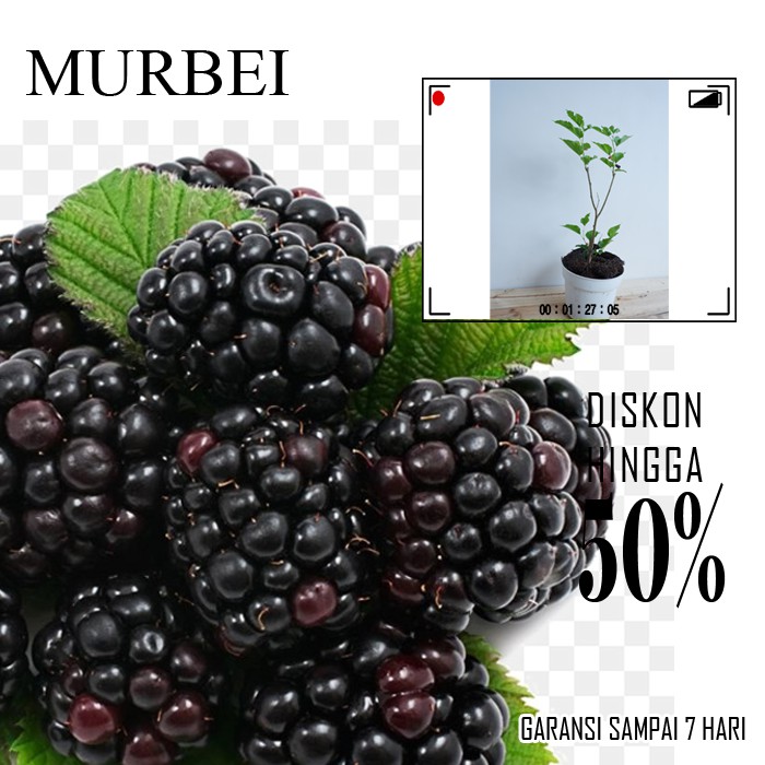 Tanaman Buah Murbei Longberry Bibit Super