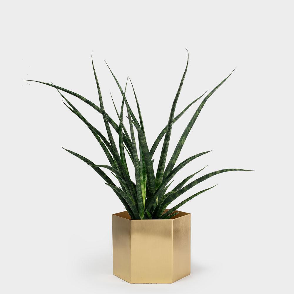 Bibit Tanaman Sansevieria Fernwood Sanseviera Snake plant Sansevera