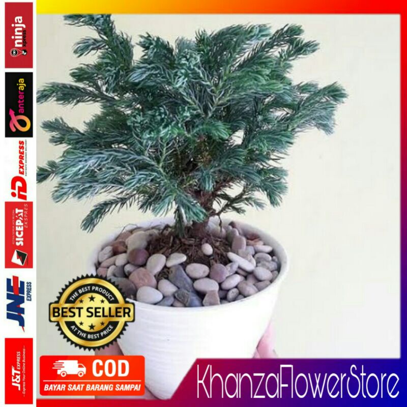 Tanaman hias cemara perak/cemara perak mini/pohon cemara perak