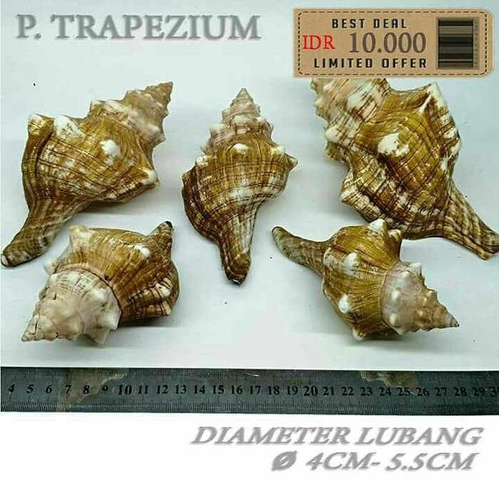 P Trapezium besar cangkang natural shell kelomang keong umang hermit crab kumang darat alami